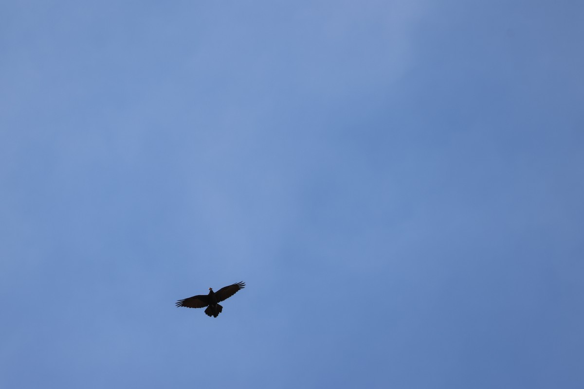 Kolkrabe - ML647390261