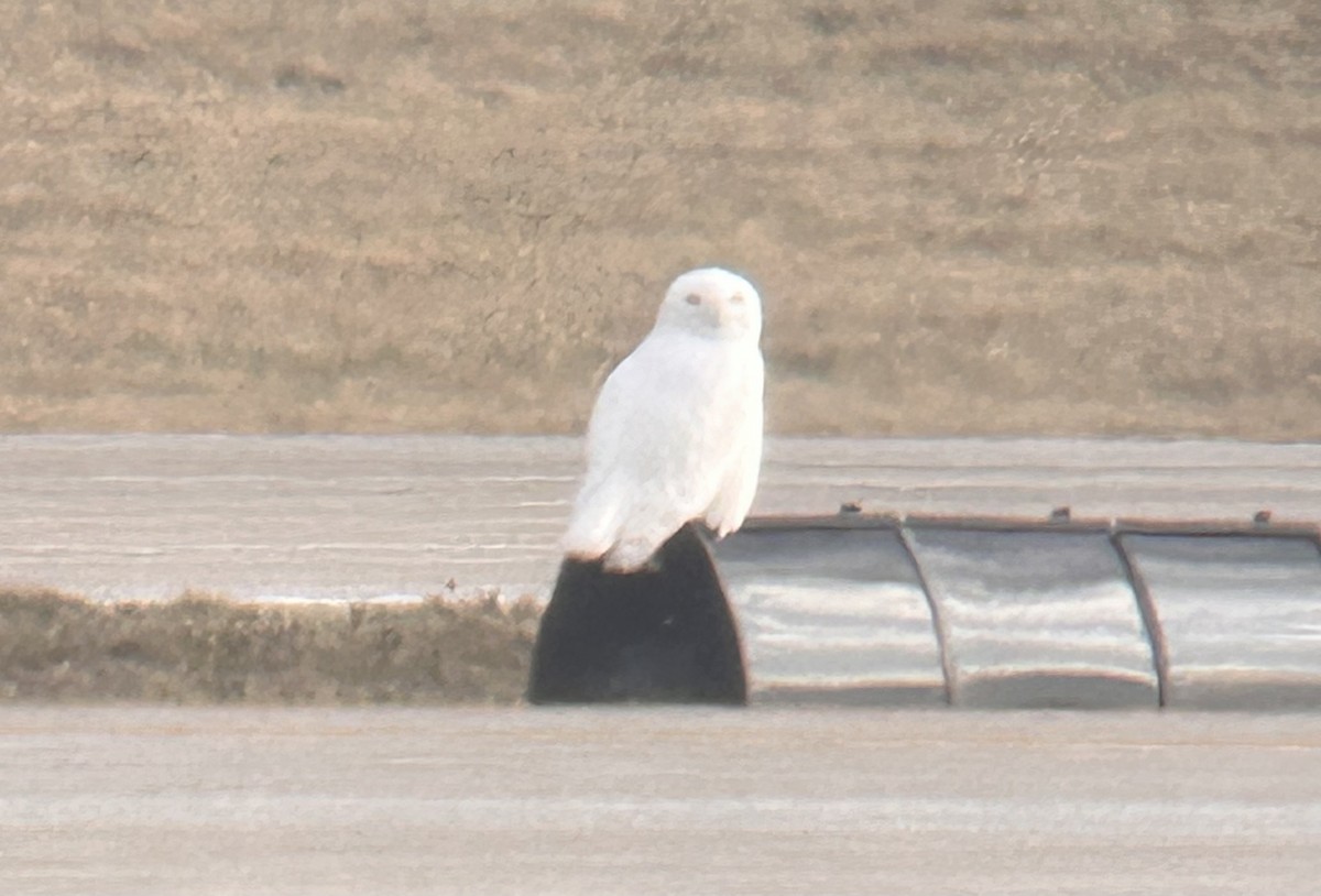 Snowy Owl - ML647390269