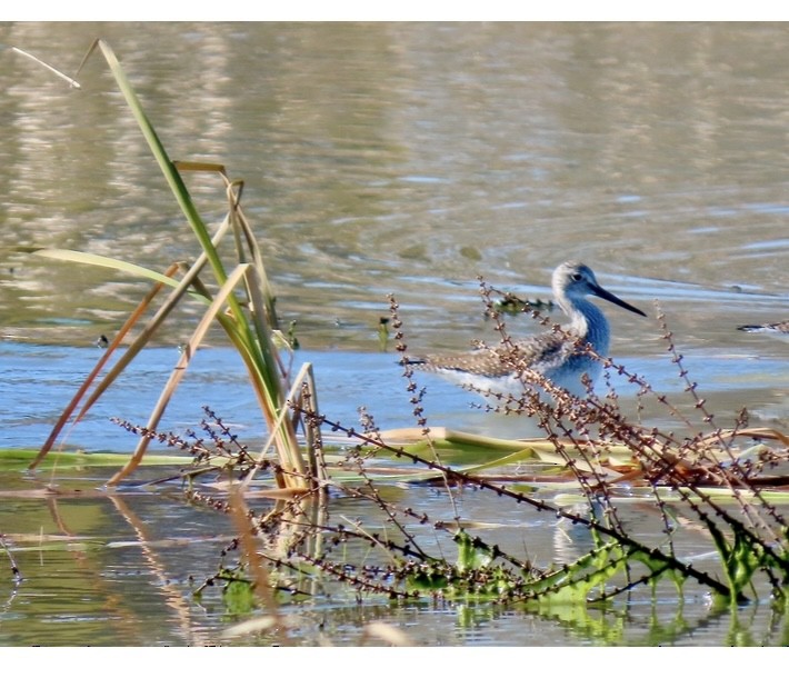 Greater Yellowlegs - ML647390286