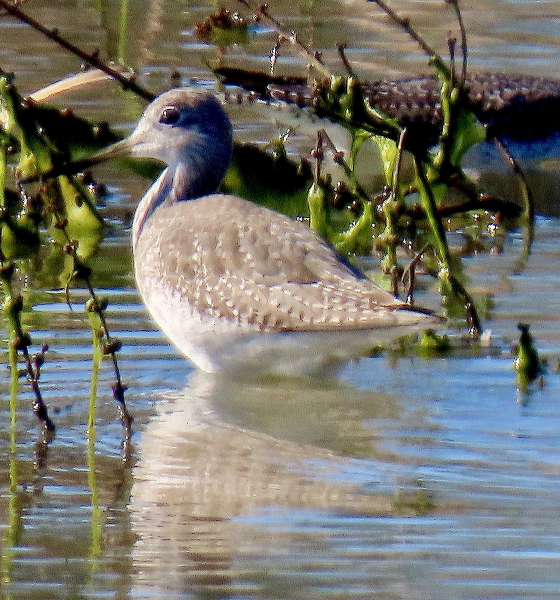 Greater Yellowlegs - ML647390287