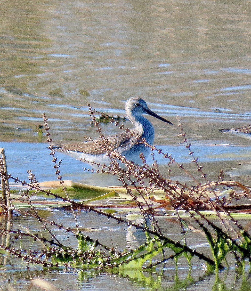Greater Yellowlegs - ML647390288