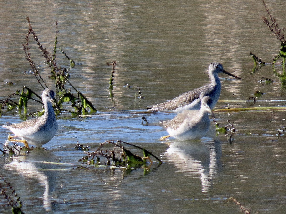 Greater Yellowlegs - ML647390289