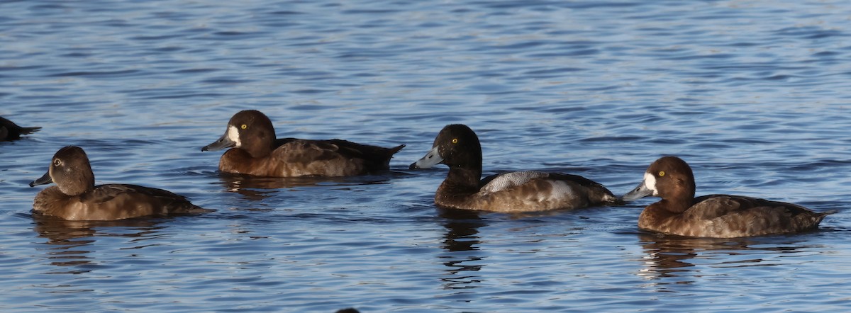 polák kaholka - ML647390293