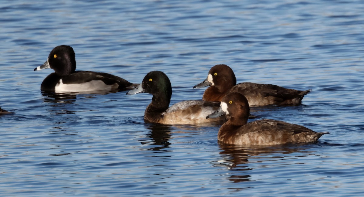 polák kaholka - ML647390294