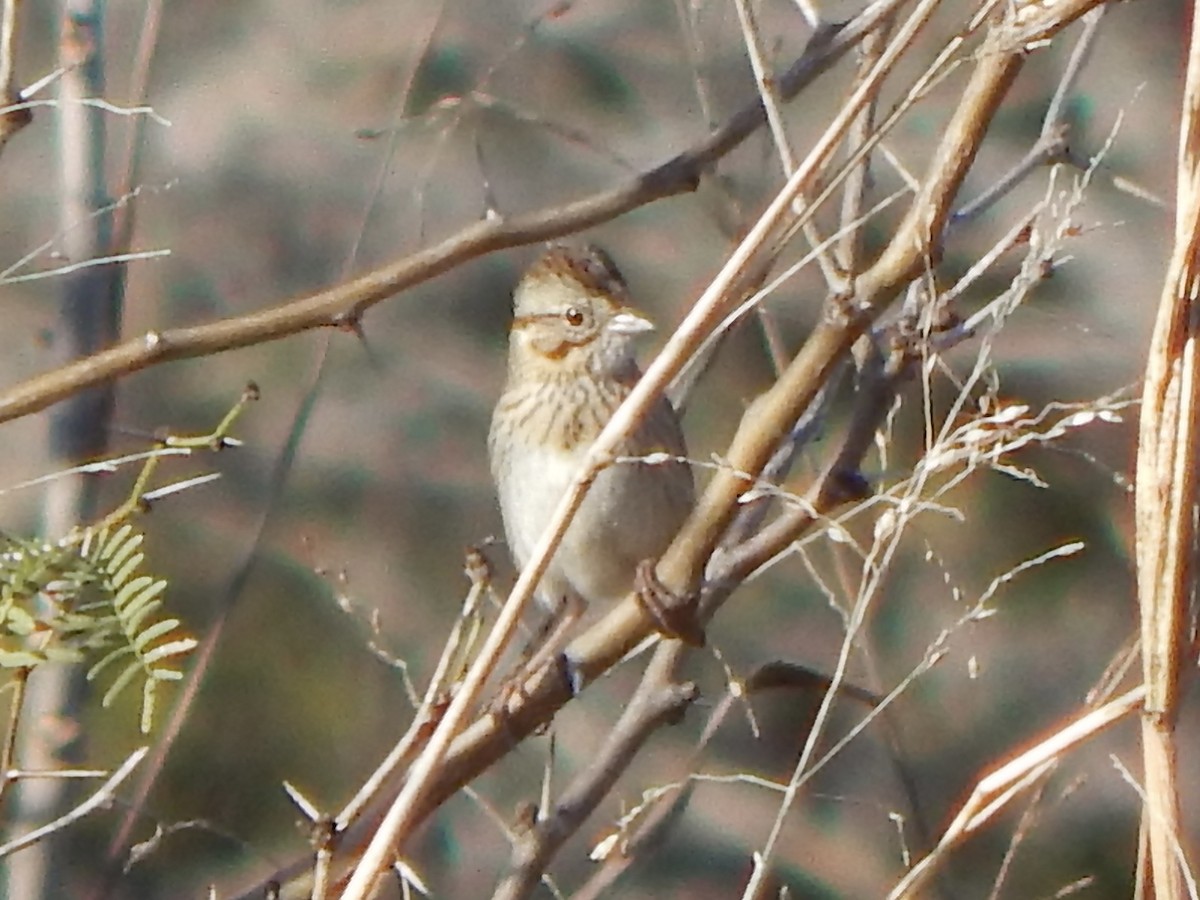 Lincoln's Sparrow - ML647390303