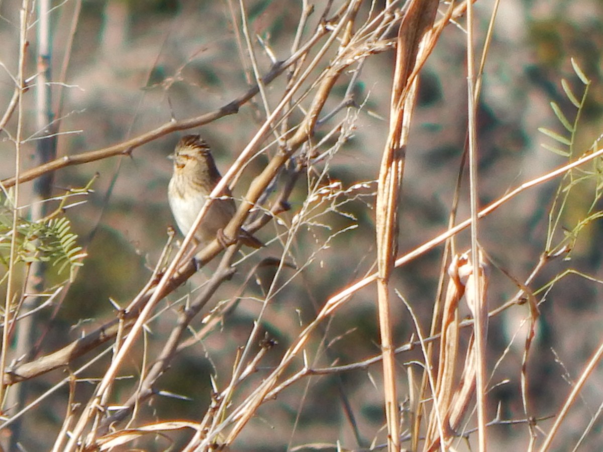 Lincoln's Sparrow - ML647390304