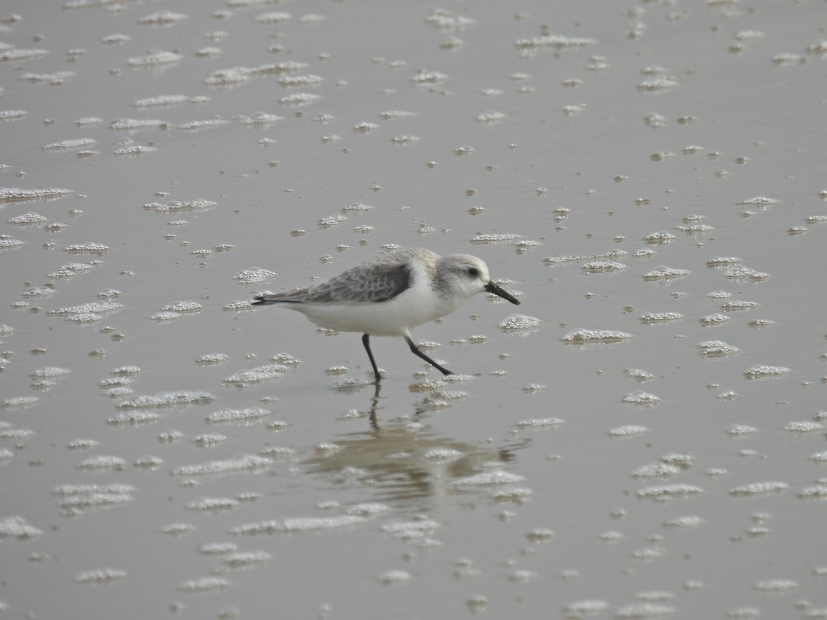 Txirri zuria - ML647390317