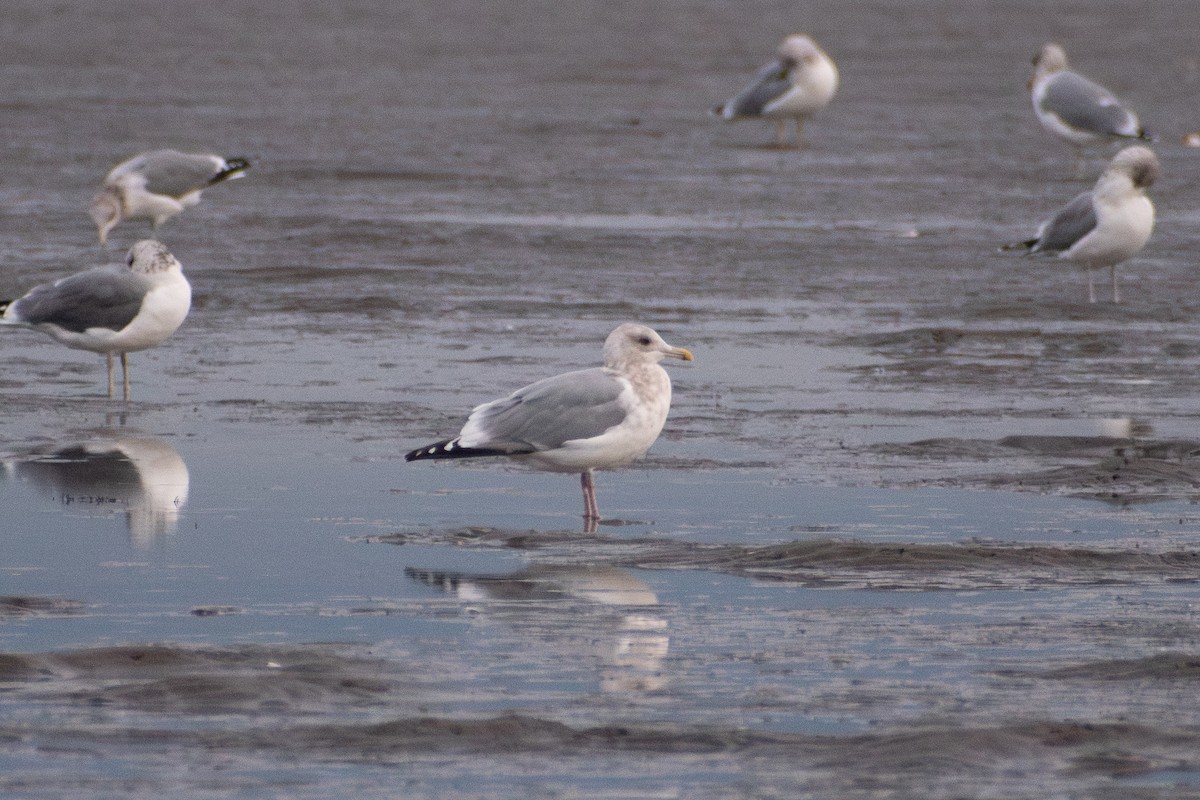 アイスランドカモメ（亜種 カナダカモメ） - ML647390326