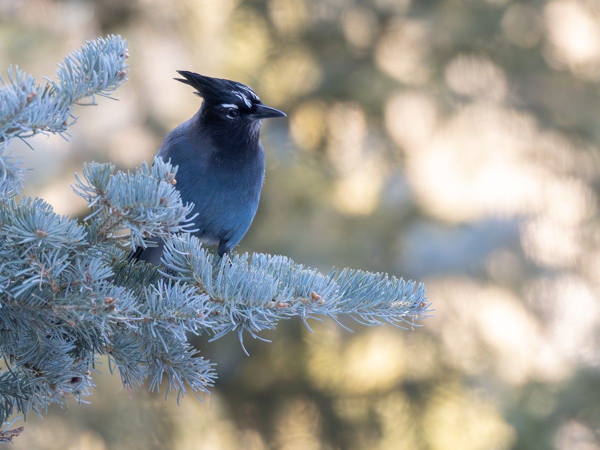 Steller Kargası [diademata grubu] - ML647390330