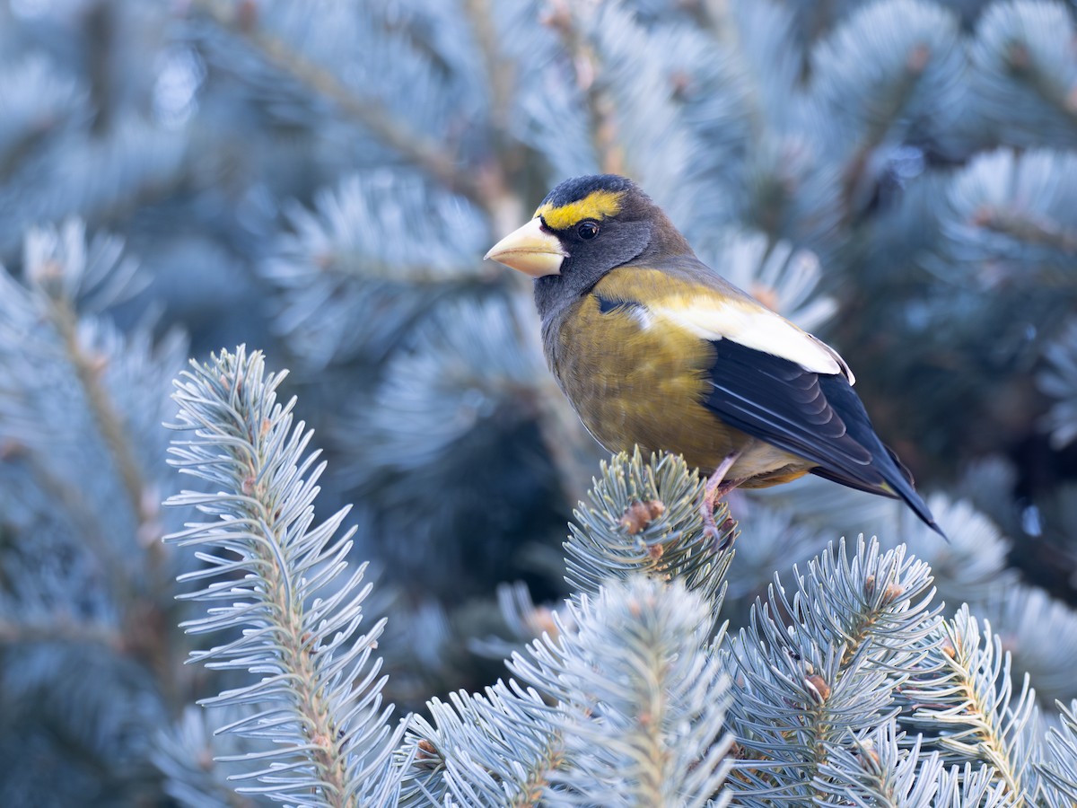 Evening Grosbeak - ML647390337