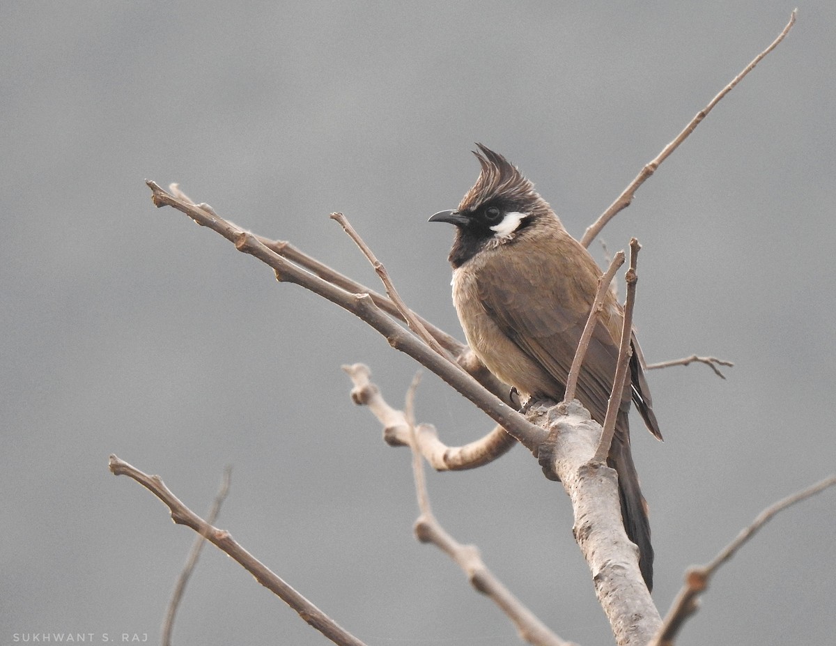 Himalayan Bulbul - ML647390345