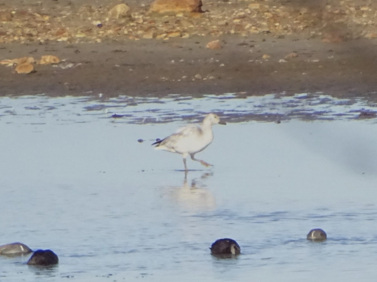 Snow Goose - ML647390369