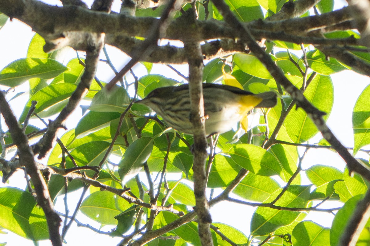 Желтогузый цветоед - ML647390373