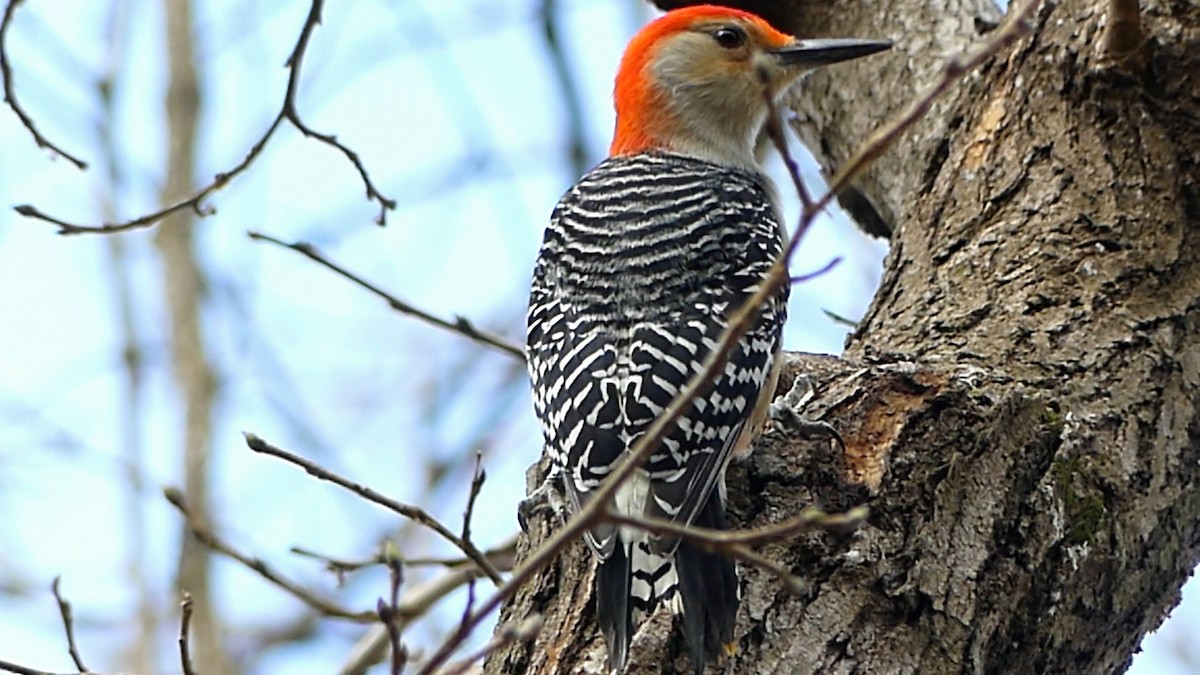Red-bellied Woodpecker - ML647390390