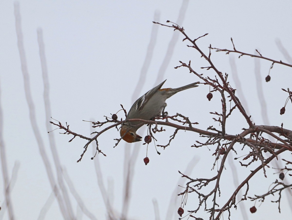Pine Grosbeak - ML647390399