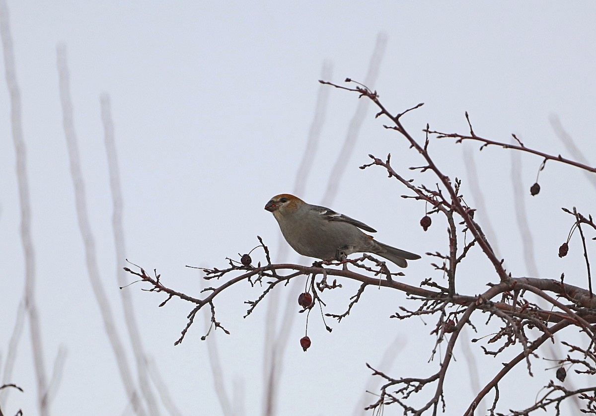 Pine Grosbeak - ML647390400