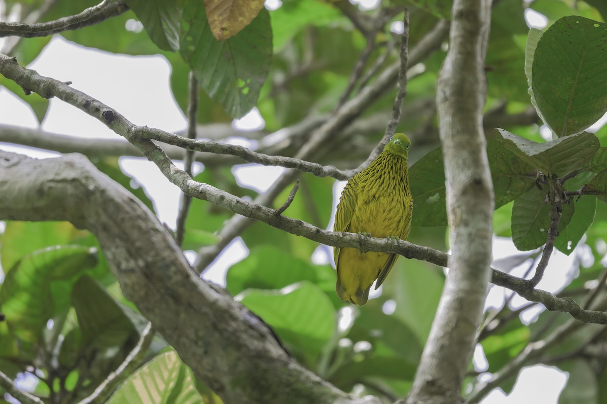 Goldfruchttaube - ML647390401