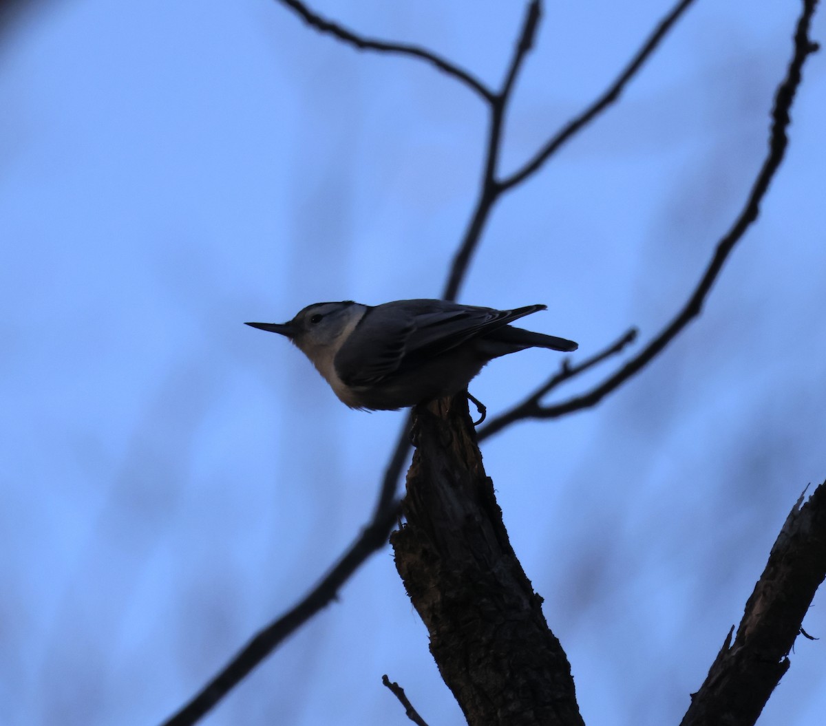 White-breasted Nuthatch - ML647390403