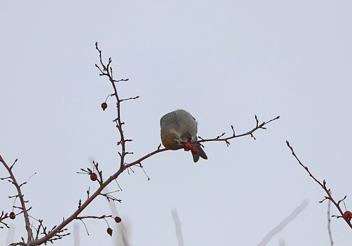 Pine Grosbeak - ML647390404