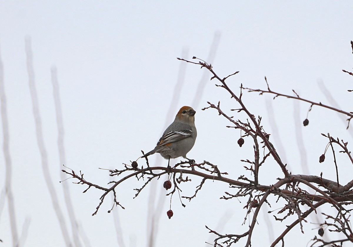 Pine Grosbeak - ML647390405