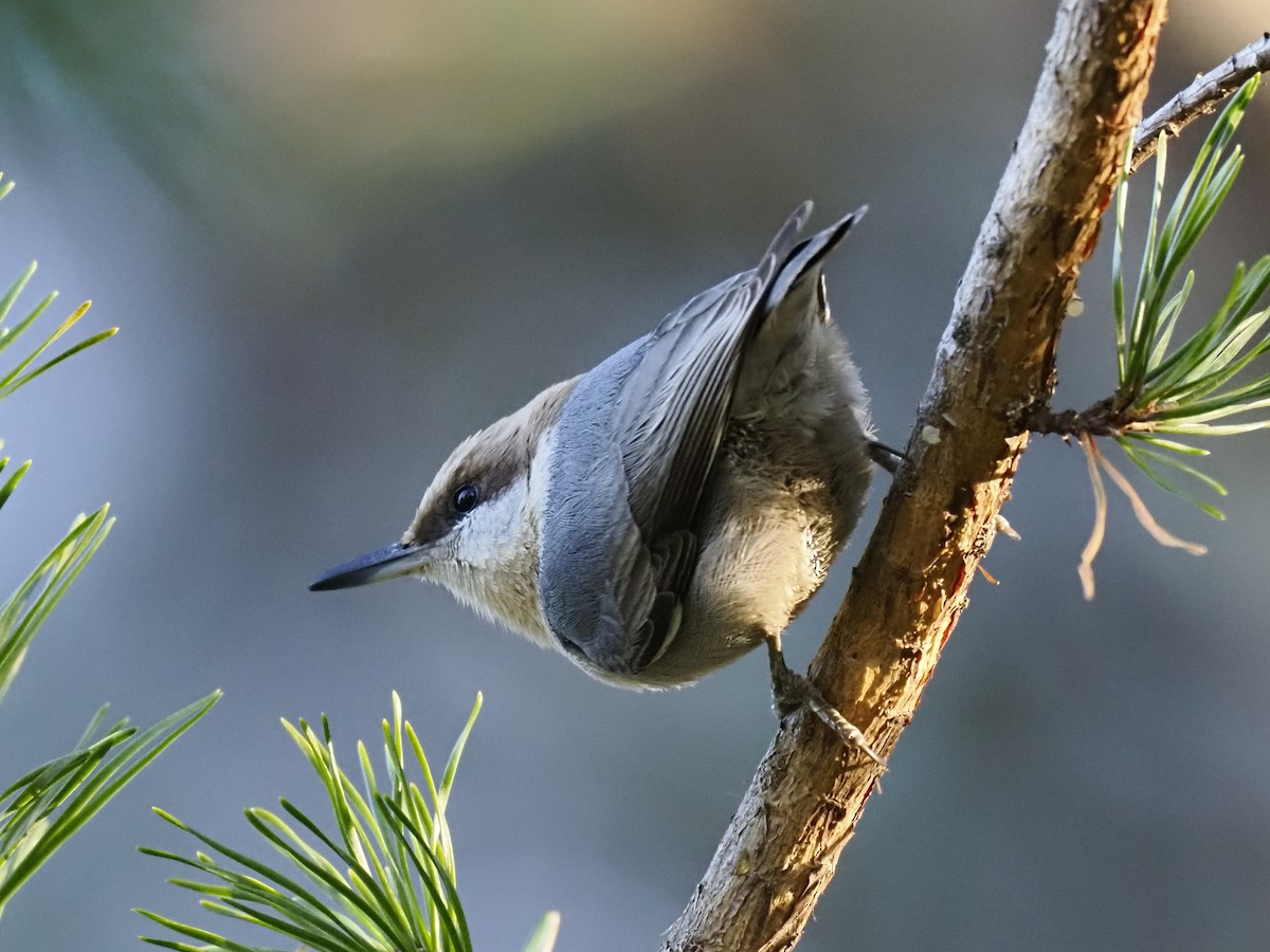 brhlík hnědohlavý - ML647390406