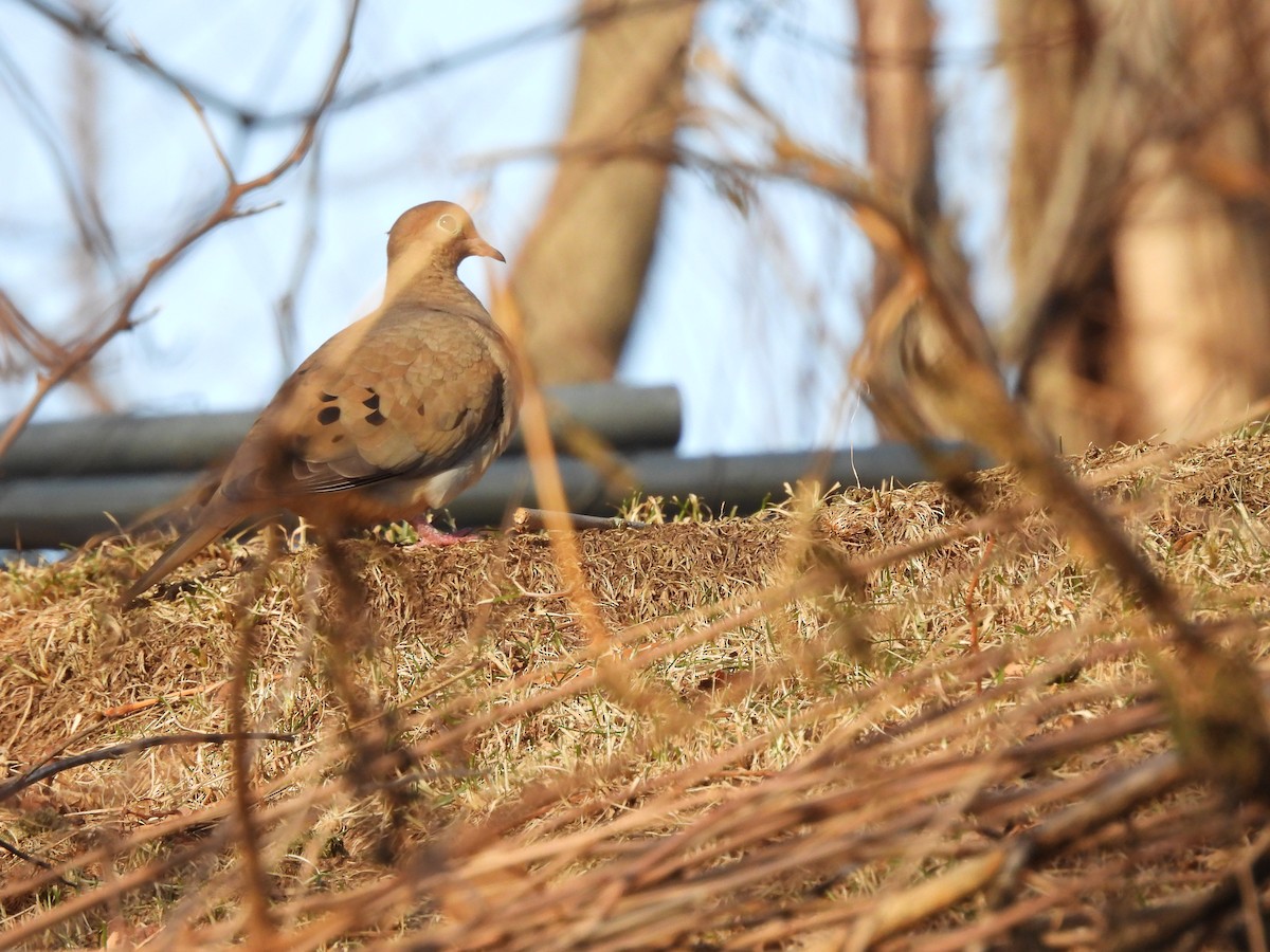 Uzun Kuyruklu Kumru - ML647390419