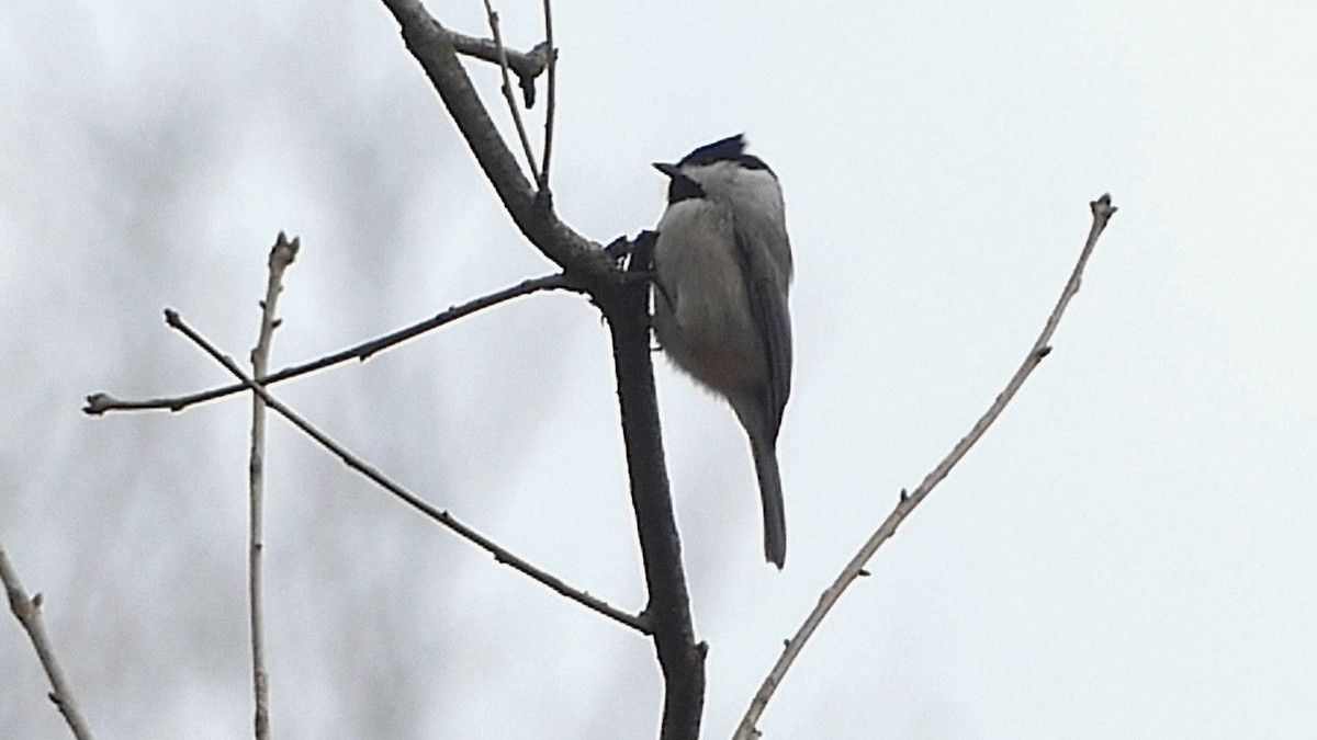 Carolina Chickadee - ML647390439