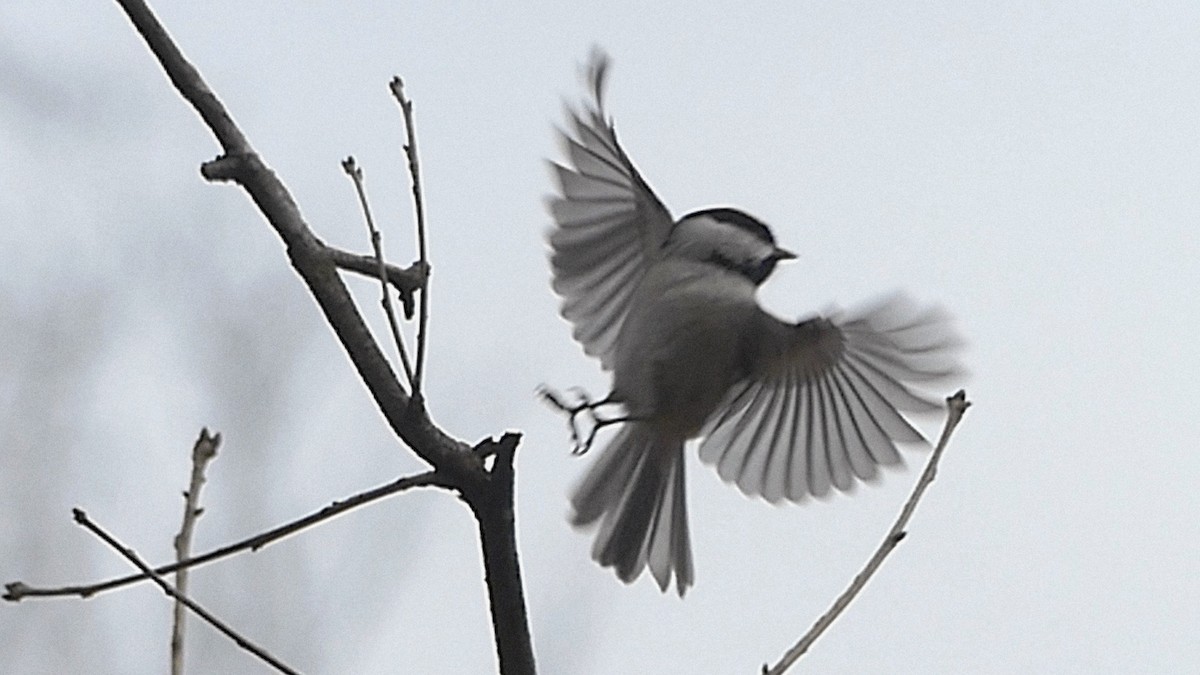 Carolina Chickadee - ML647390440