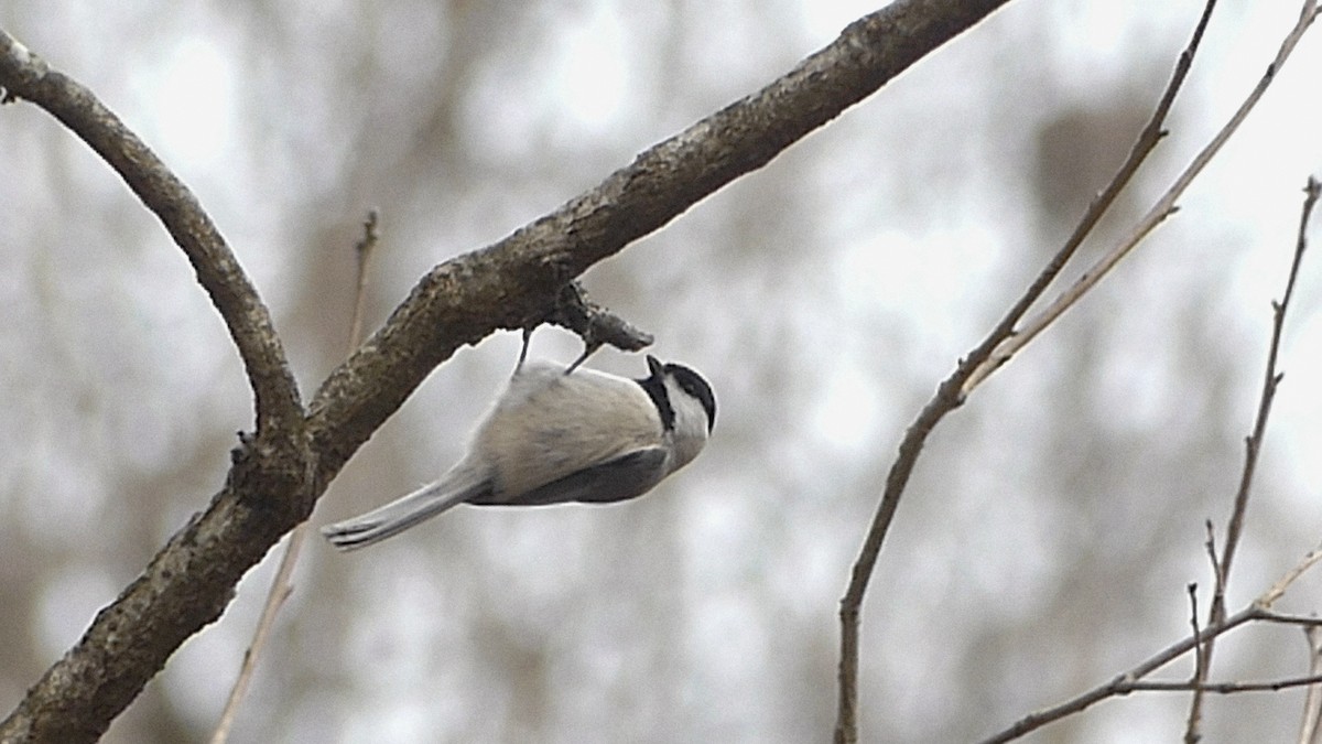 Carolina Chickadee - ML647390441