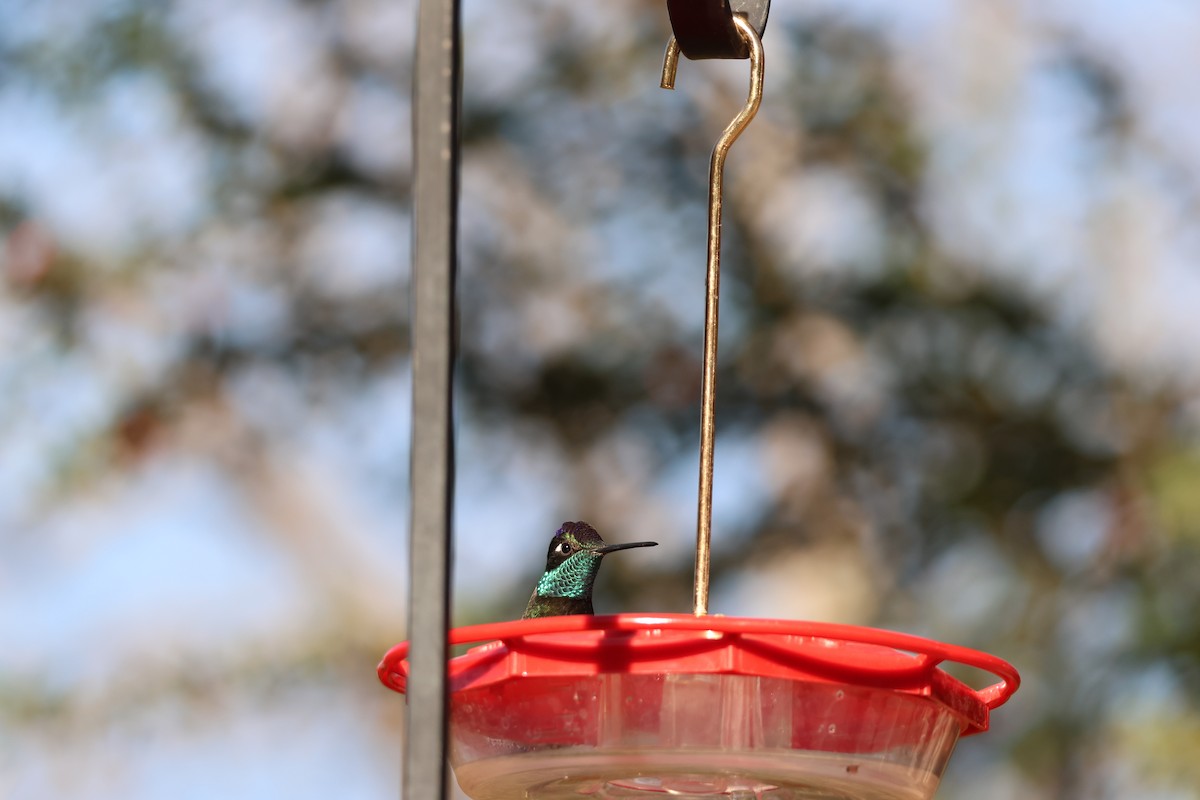 Rivoli's Hummingbird - ML647390449