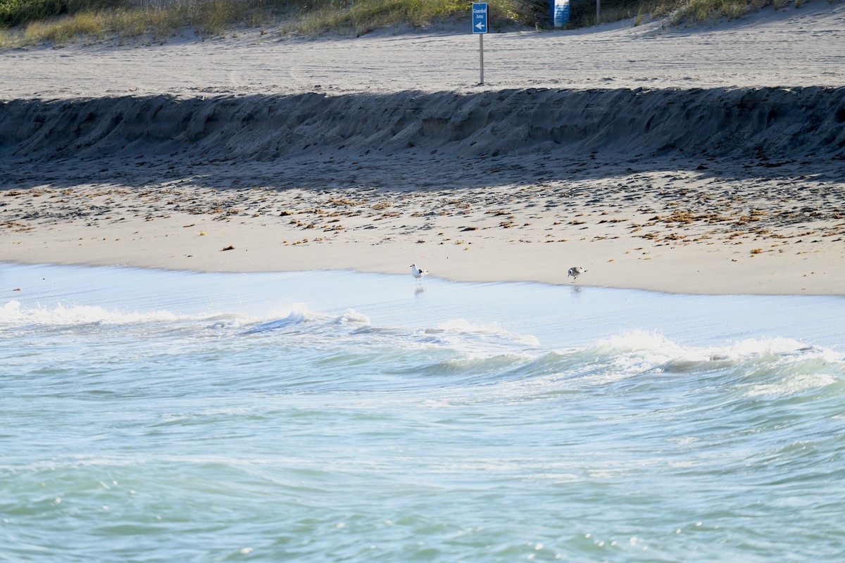 Kaio iluna - ML647390450