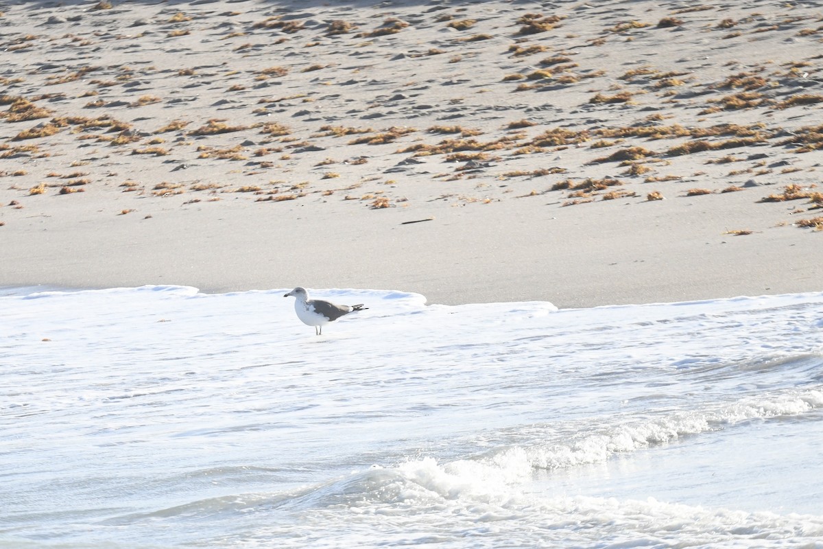 Kaio iluna - ML647390455