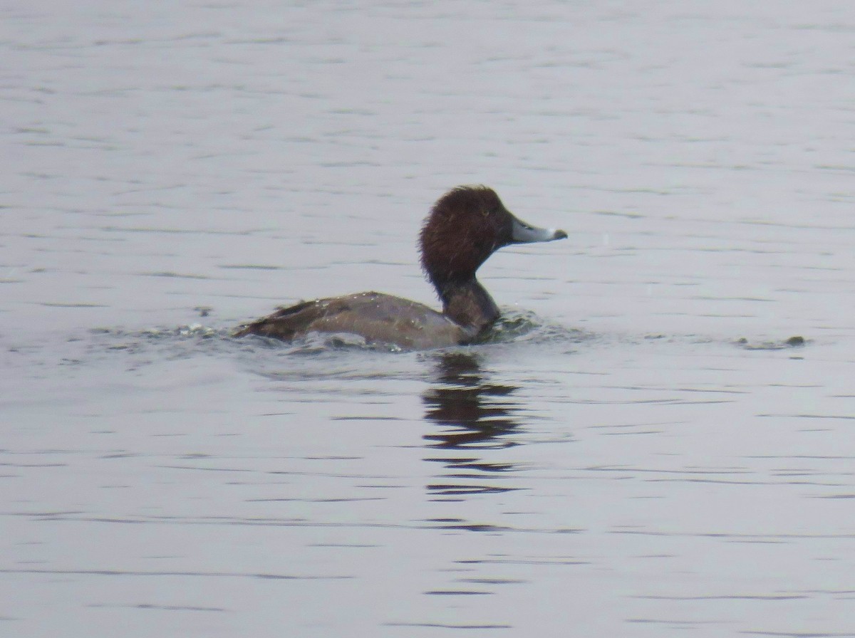 Redhead - ML647390462