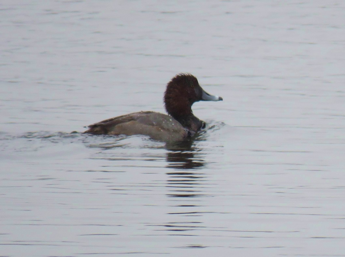 Redhead - ML647390468