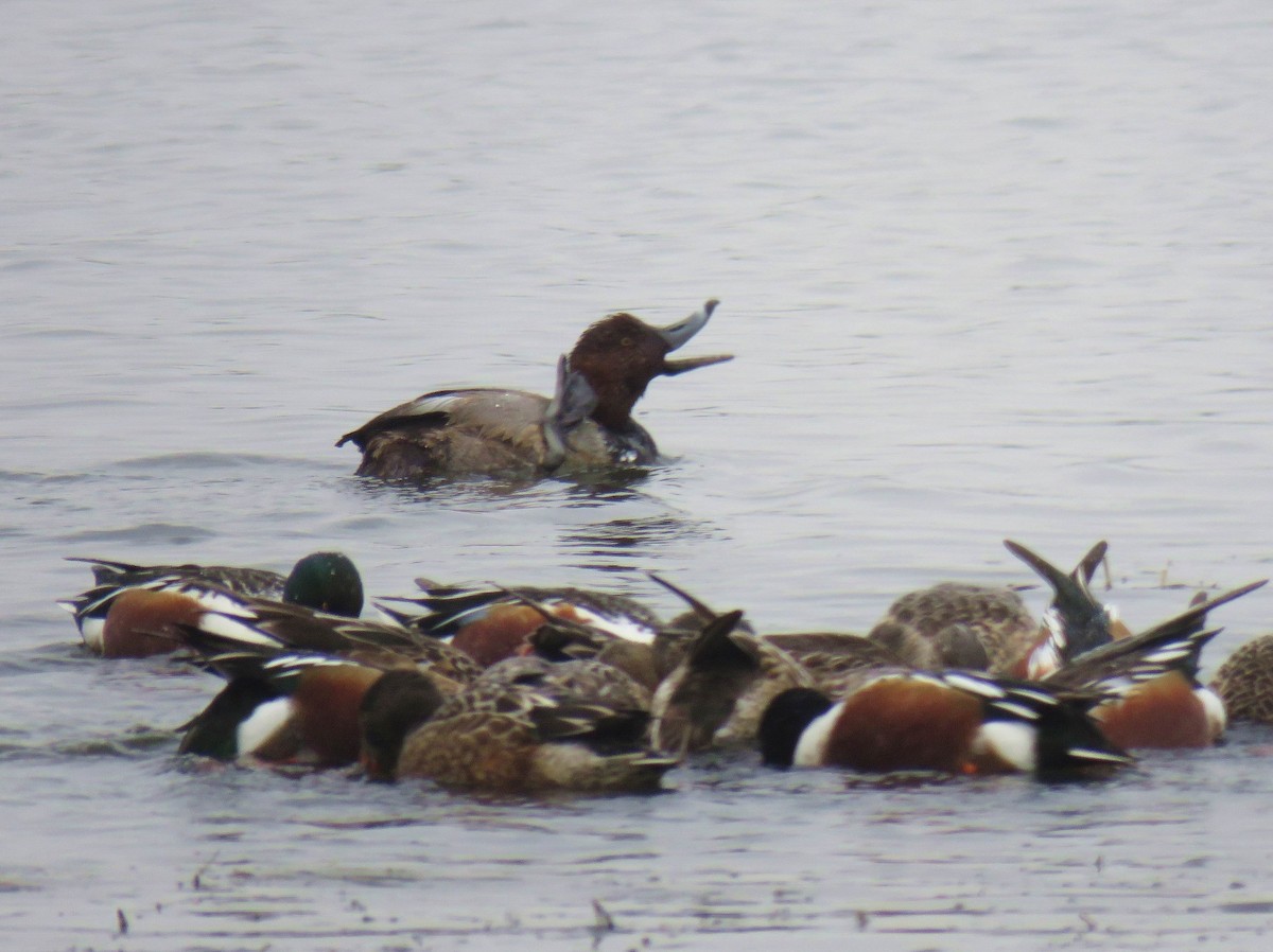 Redhead - ML647390477