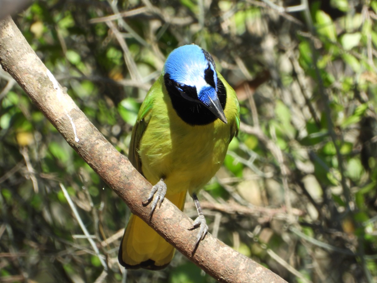 Geai vert - ML647390480