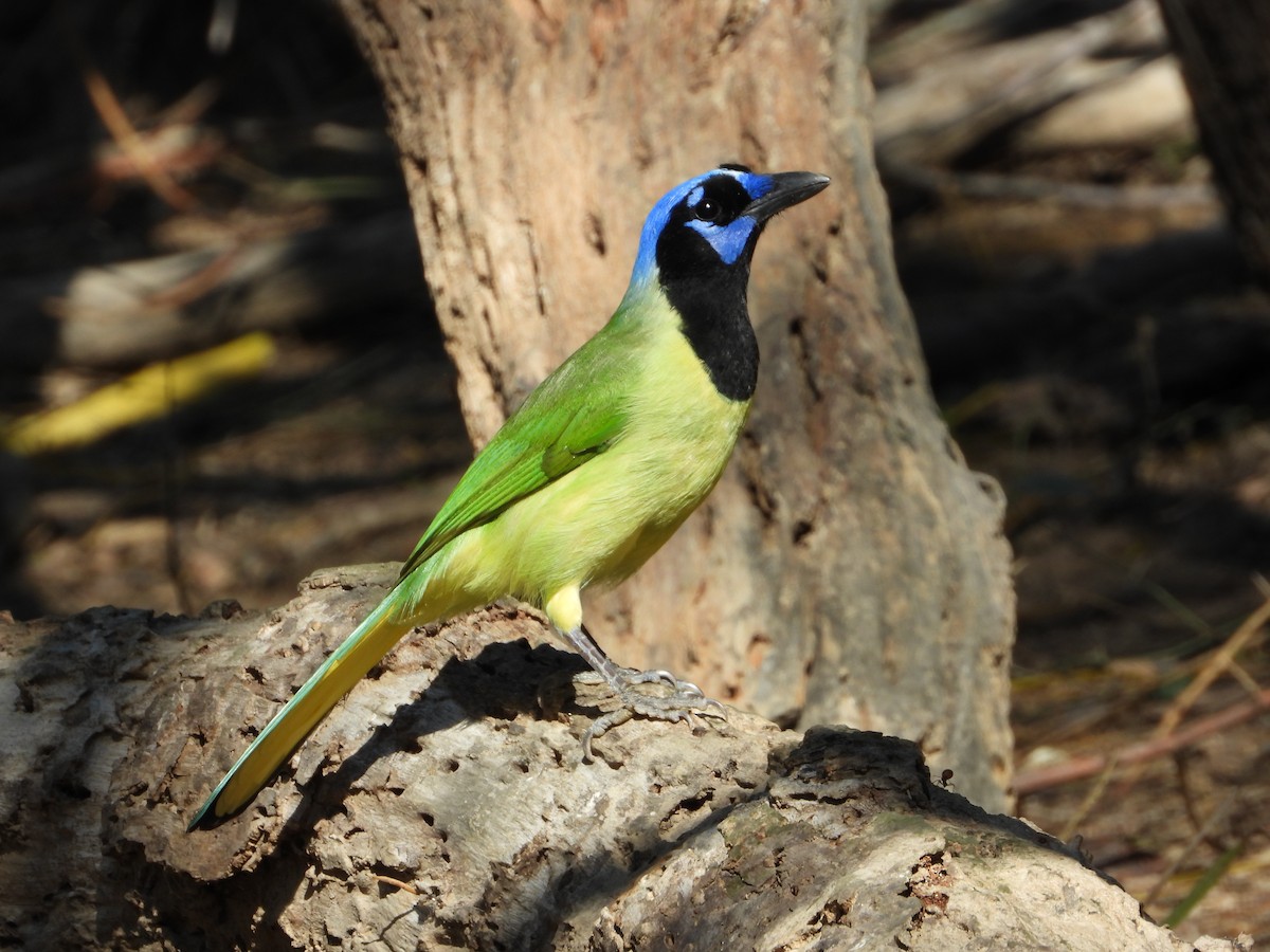 Geai vert - ML647390481