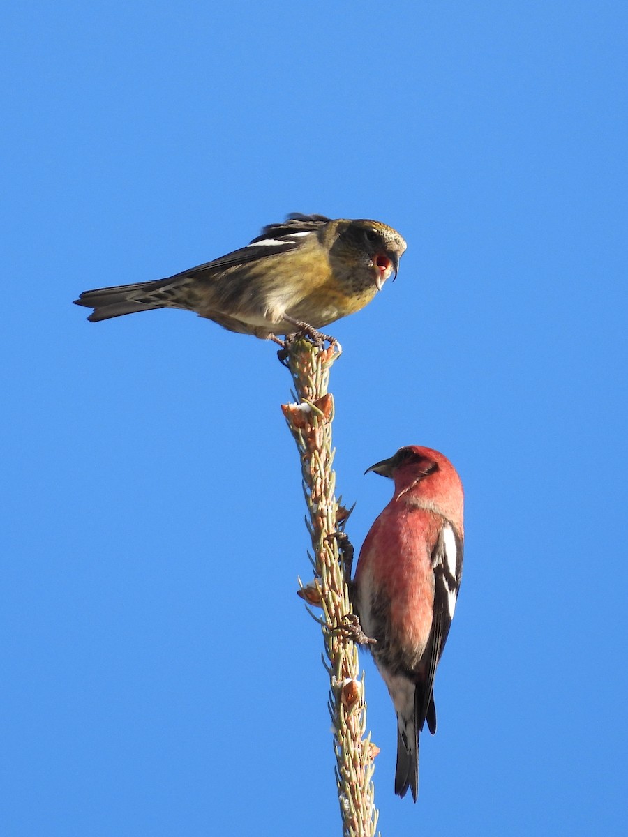 båndkorsnebb - ML647390498