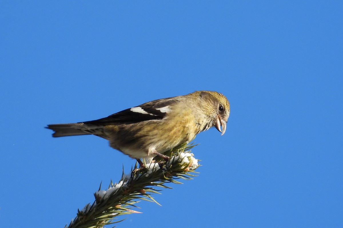 båndkorsnebb - ML647390501