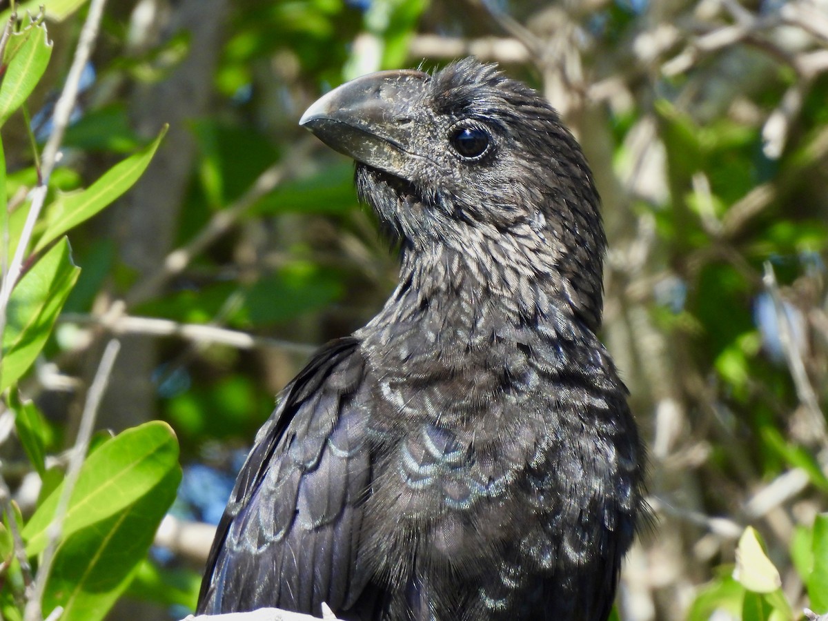 glattnebbani - ML647390503