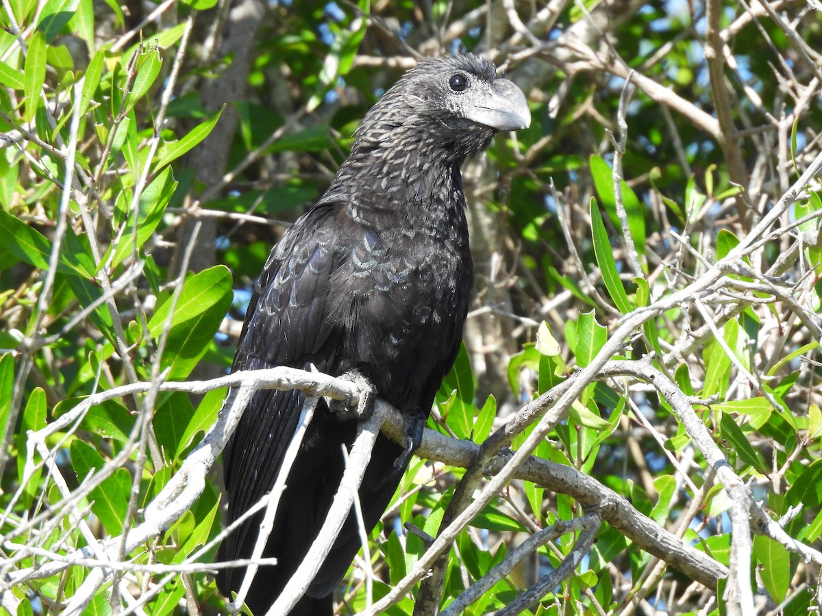 glattnebbani - ML647390504