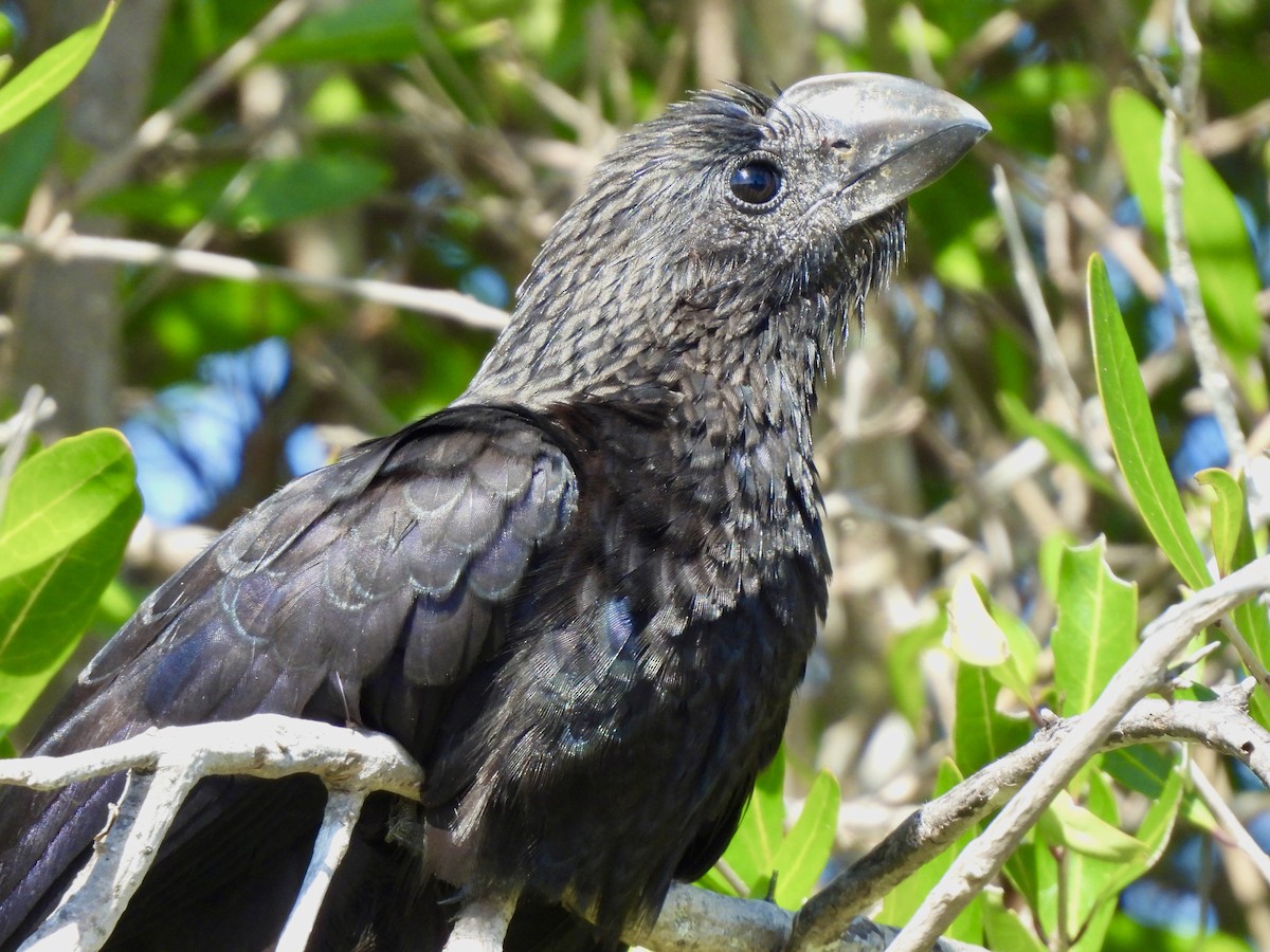 glattnebbani - ML647390505