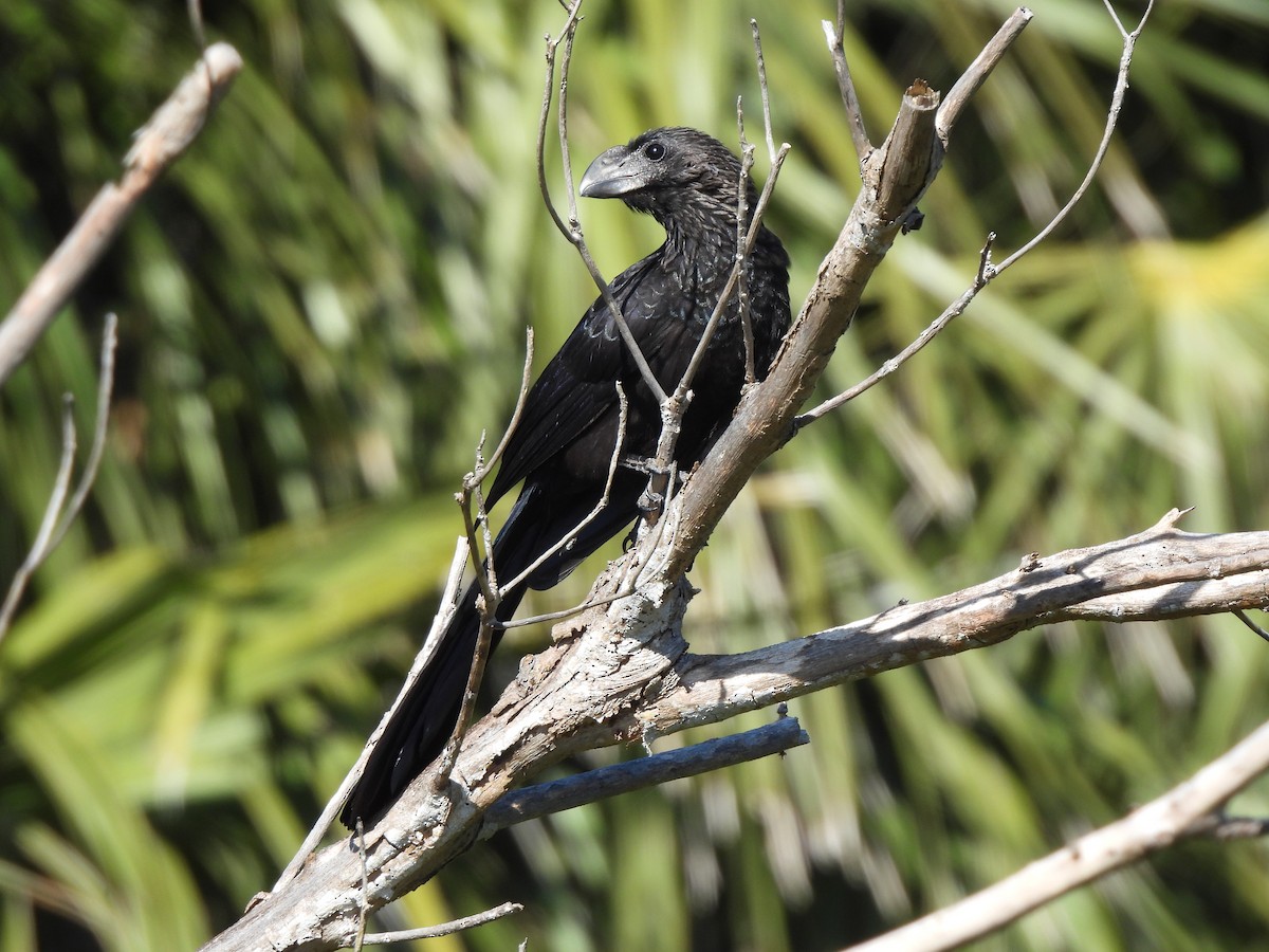 glattnebbani - ML647390506