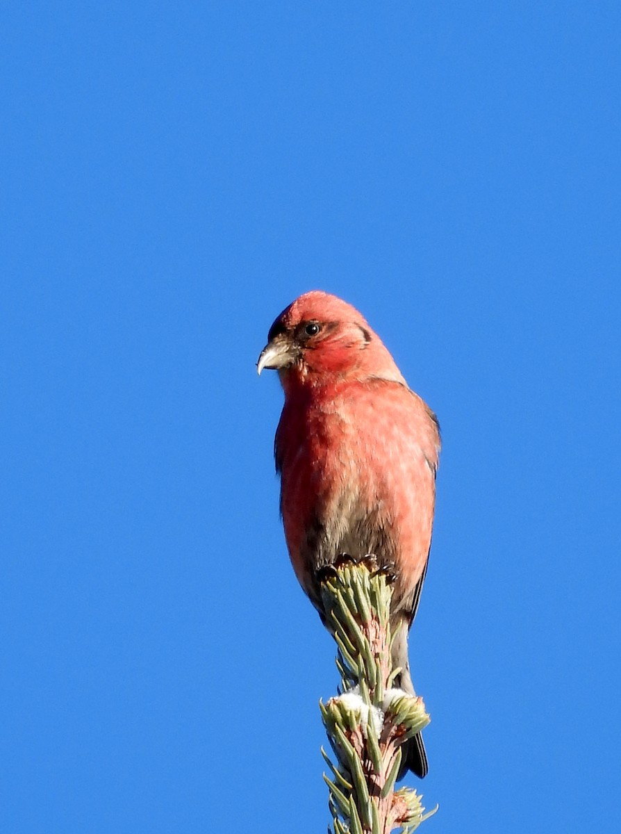 båndkorsnebb - ML647390507