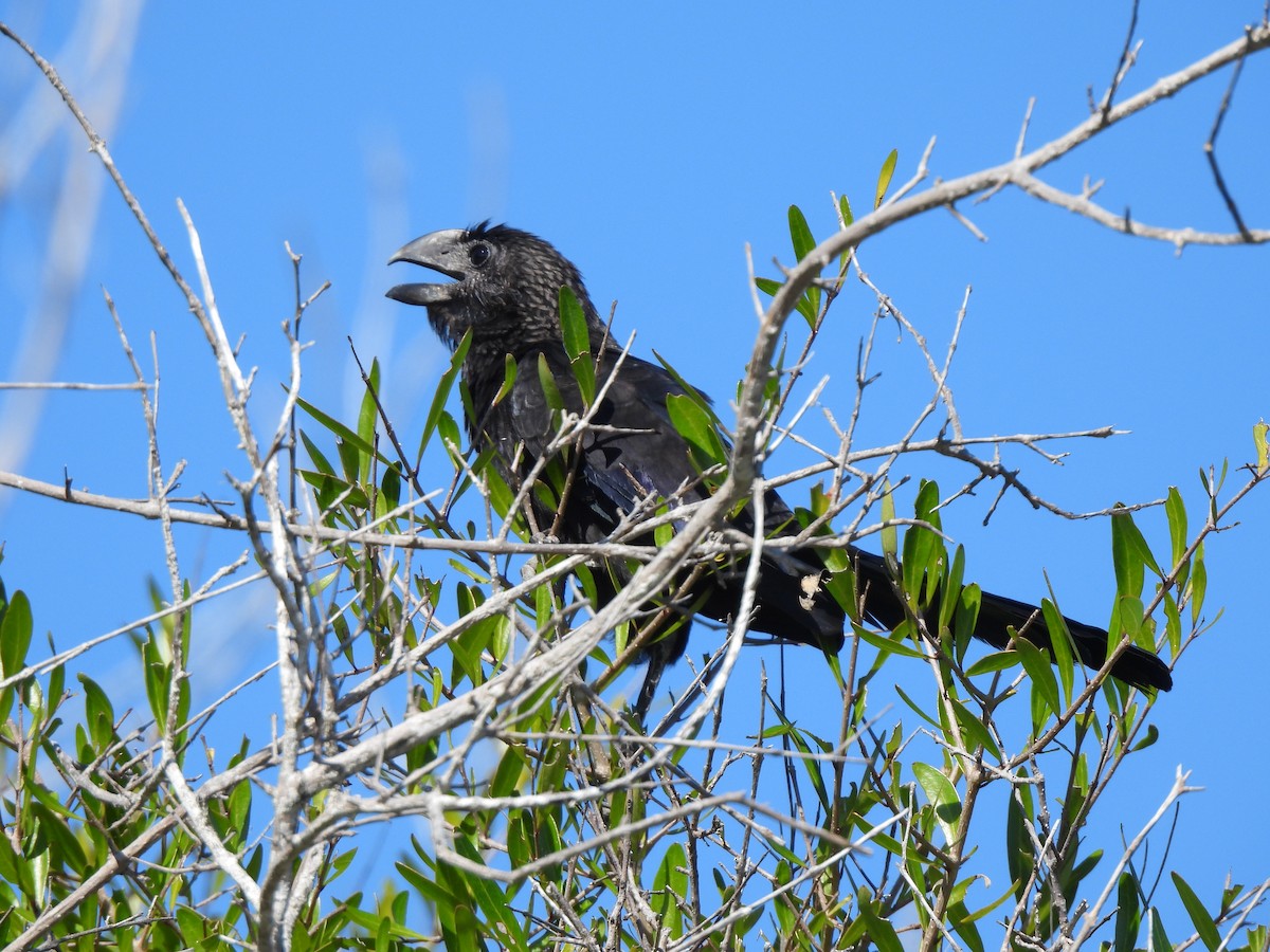 glattnebbani - ML647390509