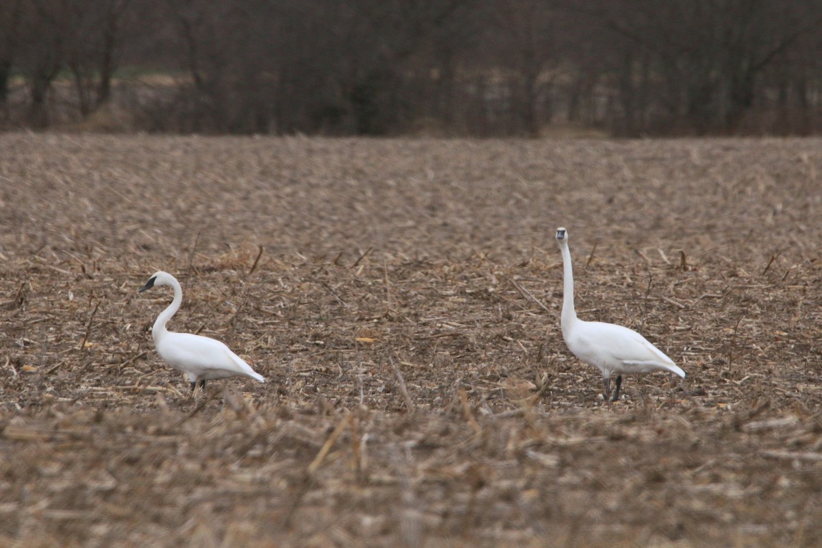 Trumpeter Swan - ML647390512