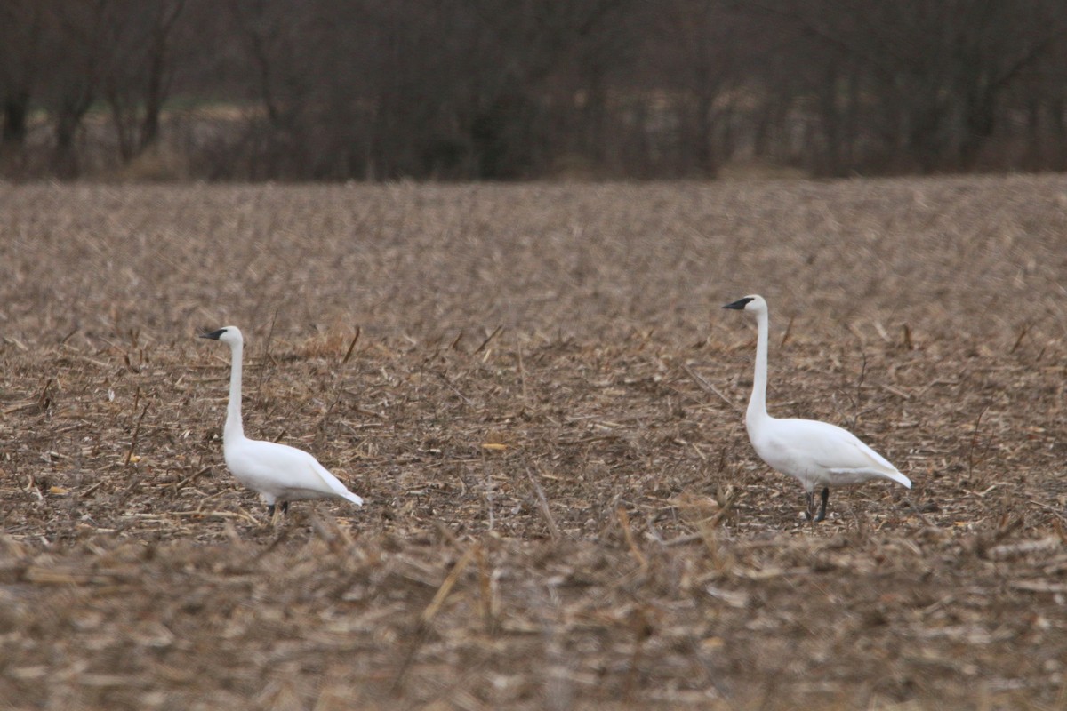 Trumpeter Swan - ML647390513