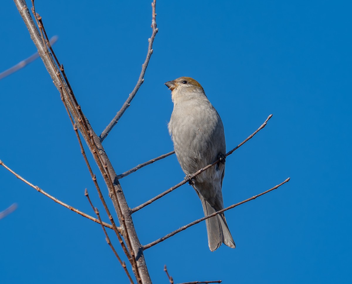 Pine Grosbeak - ML647390518