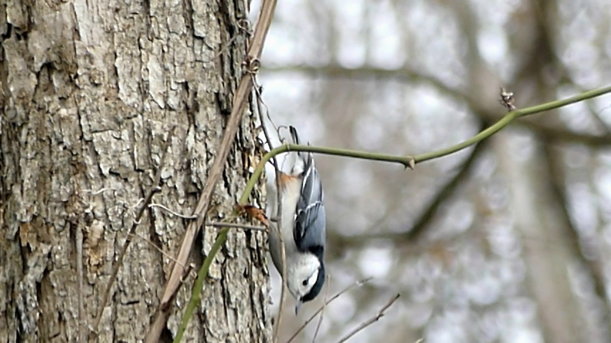 White-breasted Nuthatch - ML647390519