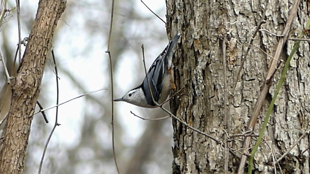 White-breasted Nuthatch - ML647390520